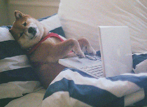 gif of corgi laying on couch tapping on laptop