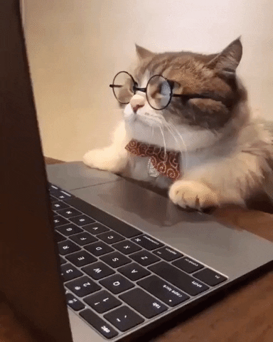 Cat in glasses reading from a laptop